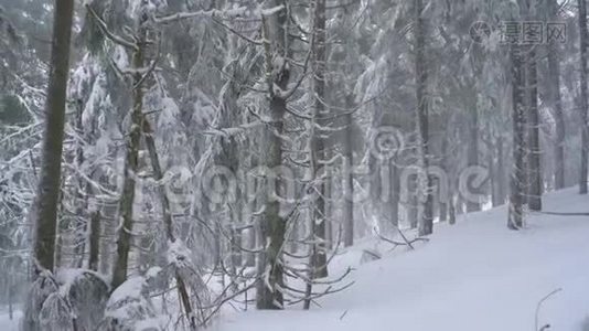 暴风雪在雪山针叶林，不舒服不友好的冬季天气..视频