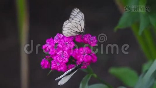 黑纹白蝶.视频