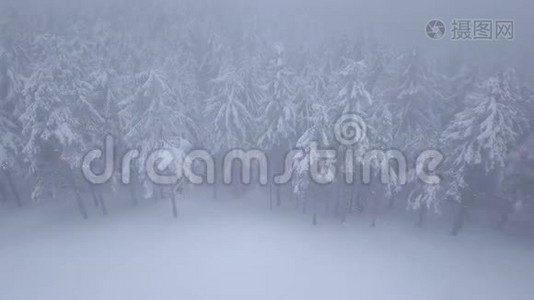 在雪山针叶林中飞过暴风雪，不舒服的冬天天气。视频