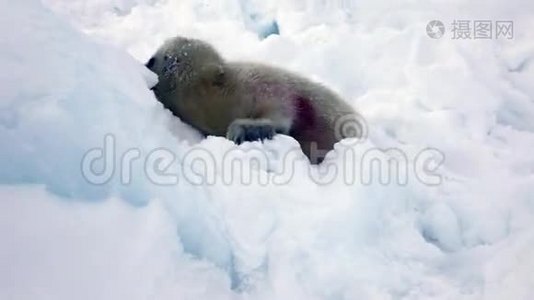 冰雪中寻找妈妈的新生海豹小学生视频