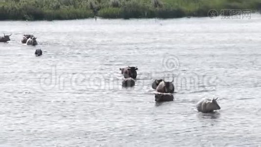 野牛在拉脱维亚英格兰湖游泳视频