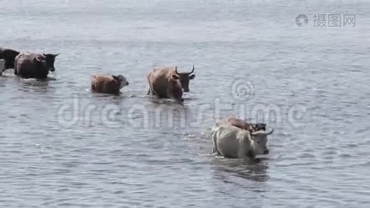 野牛在拉脱维亚英格兰湖游泳视频