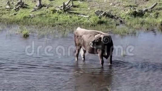 野牛在拉脱维亚英格兰湖游泳视频