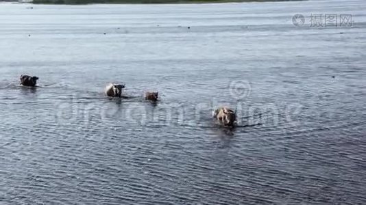野牛在拉脱维亚英格兰湖游泳视频