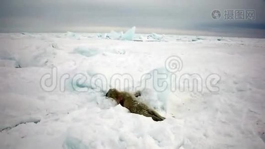 冰雪中寻找妈妈的新生海豹小学生视频
