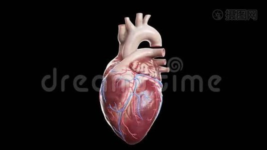人体心脏解剖视频