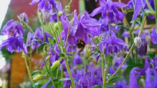 大黄蜂在水花上视频