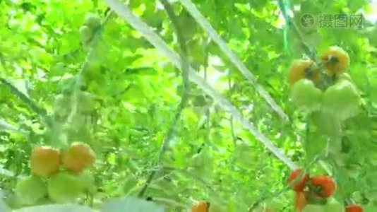 成熟的天然番茄生长视频
