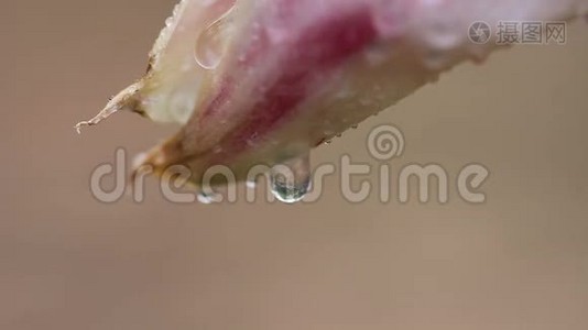 水滴在花上视频