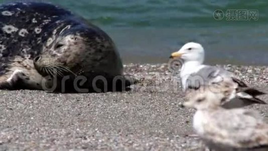 山羊岩海滩-加利福尼亚州索诺马县西北部，海豹位于俄罗斯河口视频