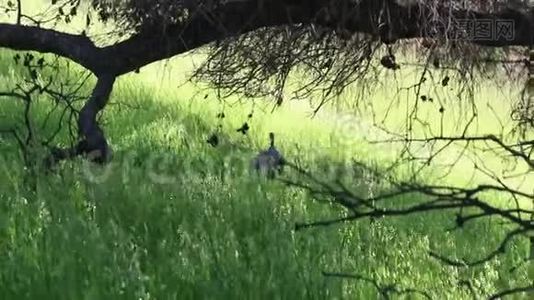 加州夏洛牧场区域公园-野生火鸡视频