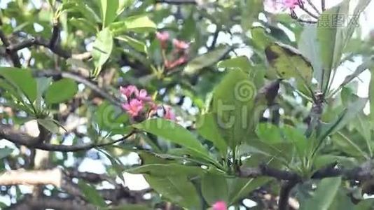 梅花树上的梅花，弗兰吉帕尼热带花卉。 印度尼西亚巴厘。视频