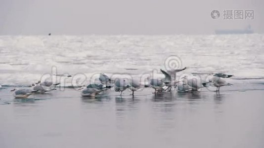 海鸥坐在冰封的海面上视频