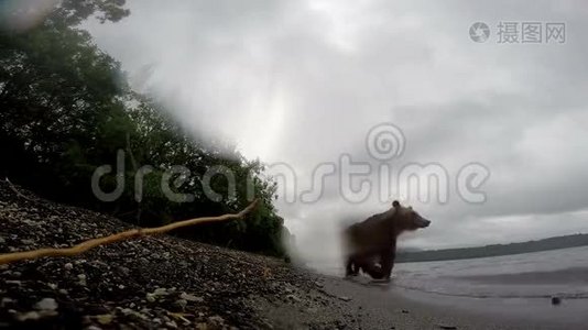 棕熊走路视频