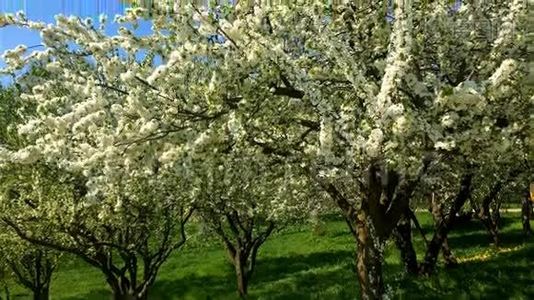 春天盛开的树花视频