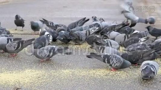 城市公园里吃小米的鸽子群视频