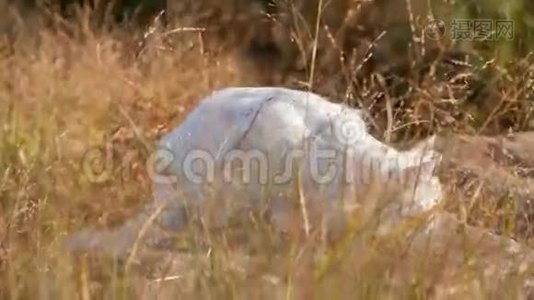 缅因州野猫浣熊视频