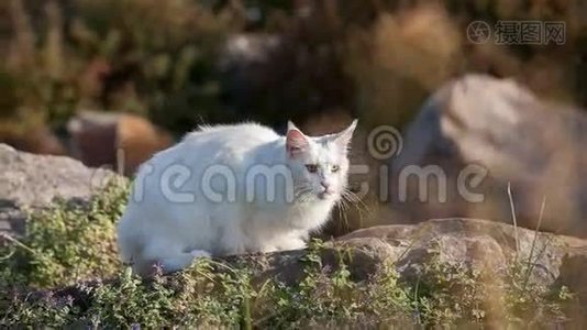 缅因州野猫浣熊视频