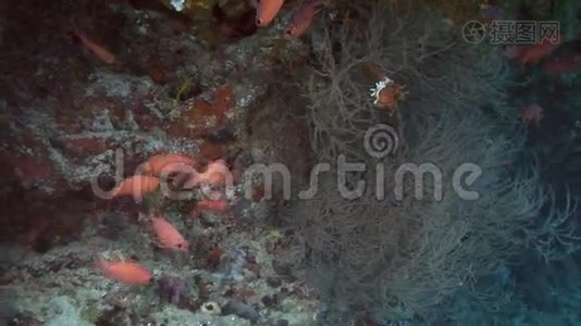 马尔代夫海洋水下彩色珊瑚背景的鱼群。视频