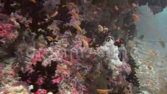 马尔代夫海洋水下彩色珊瑚背景的鱼群。视频