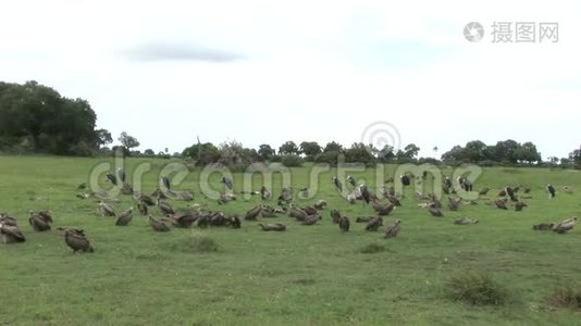 野生狮鹫非洲热带草原肯尼亚危险鸟视频
