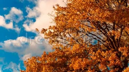 秋天的黄枫叶.视频