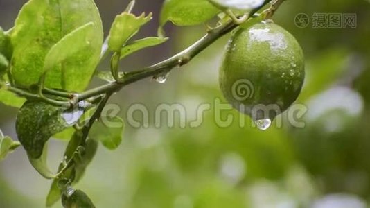 雨水从石灰水中流出视频