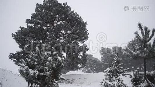 冬天的森林，美丽的白雪覆盖的松树，公园里的雪。视频