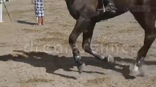 马脚在沙子上奔跑。 在潮湿泥泞的地面上疾驰的种马腿。 慢动作视频