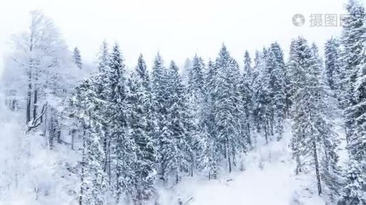 冬山景观，高刺和雪视频