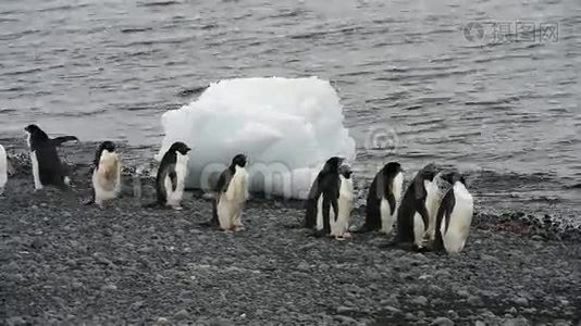 南极的阿黛丽企鹅视频