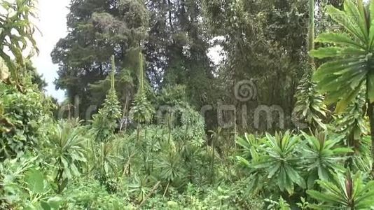 卢旺达非洲热带森林视频