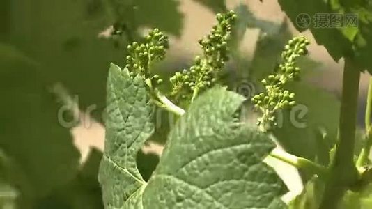 葡萄园葡萄酒生产被称为葡萄栽培视频