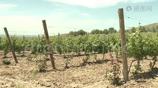 葡萄园葡萄酒生产被称为葡萄栽培视频