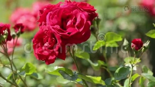 玫瑰种在春天的花园里视频