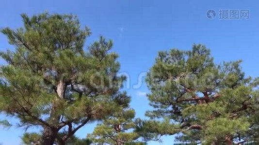 日本京都公园的松树视频