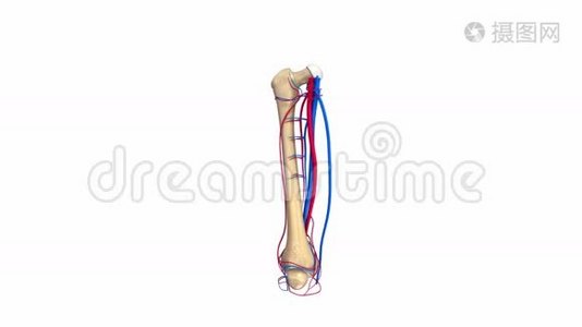 带血管的股骨骨视频