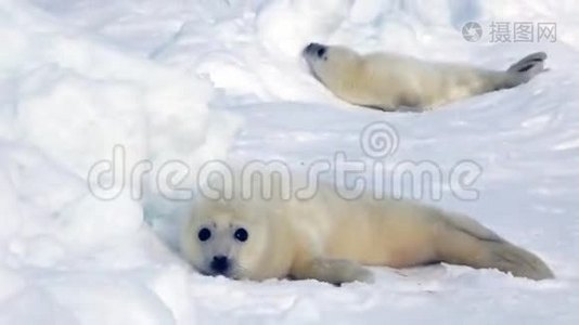 可爱的新生海豹在冰上寻找妈妈视频