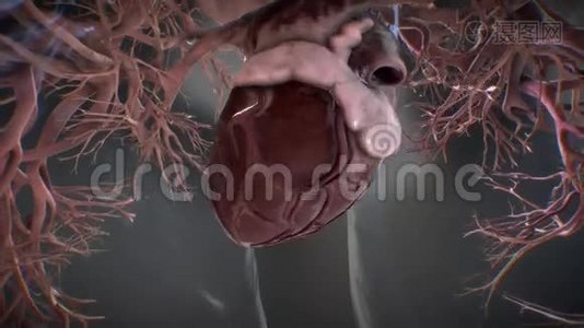 不同效果的心跳解剖模型视频