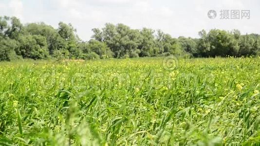 俄罗斯中部夏季的草地视频