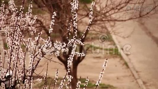 杏花春暖花开.视频