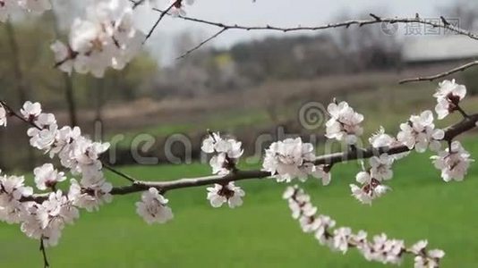 杏花春暖花开.视频