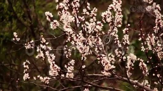 杏花春暖花开.视频