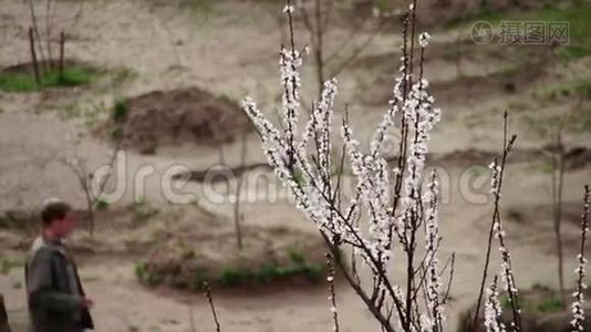 杏花春暖花开.视频