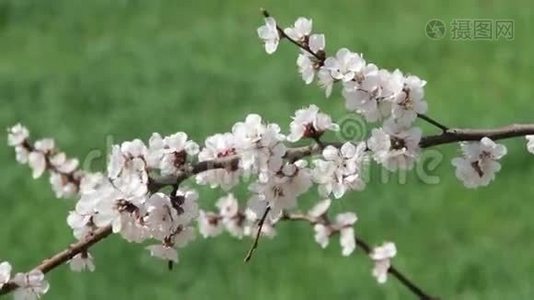 杏花春暖花开.视频