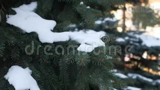 冬季杉树自然雪枝上的云杉景观视频
