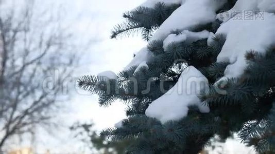 冬季杉树自然雪上枝头山水云杉视频