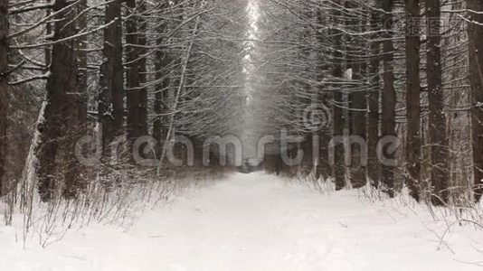 冬天森林背景下的雪视频