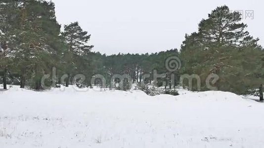 树木森林圣诞树，雪霜寒冷的冬季自然景观视频