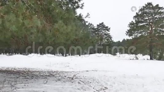 树木、森林、圣诞树、雪天霜、寒冬景观视频